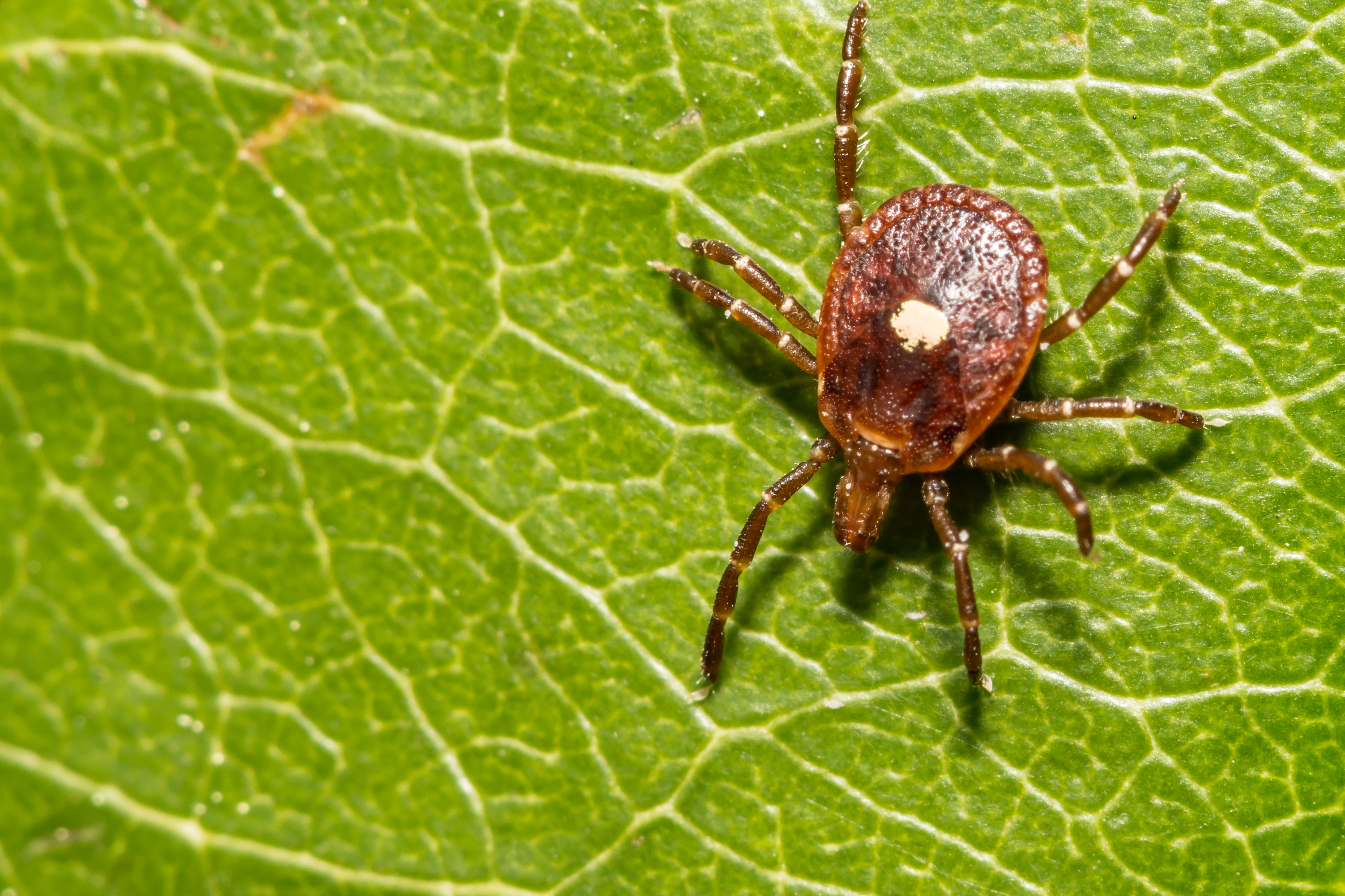 Tick
