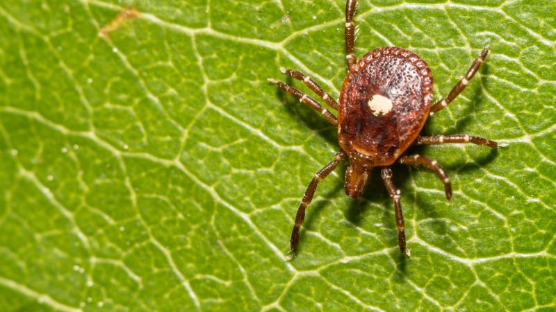 Tick